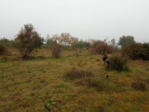 Terreno Rústico Penamacor