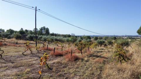 Quinta T1 Venda em Orca,Fundão