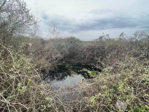 Terreno Rústico com cerca de 1,5Ha na freguesia da Orca