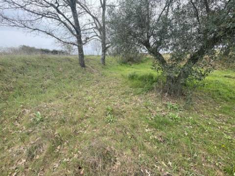 Terreno Rústico com cerca de 1,5Ha na freguesia da Orca