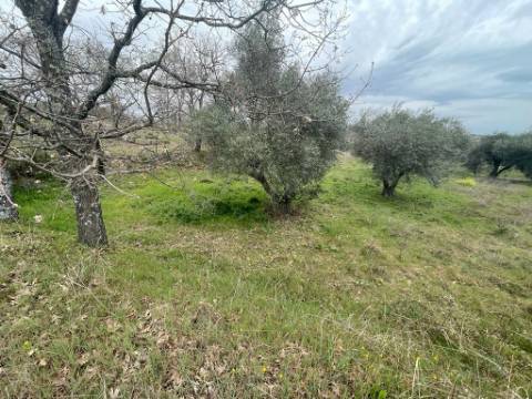 Terreno Rústico com cerca de 1,5Ha na freguesia da Orca