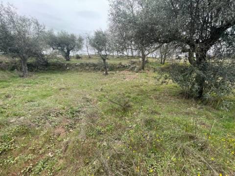 Terreno Rústico com cerca de 1,5Ha na freguesia da Orca