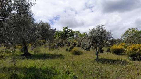Quinta Feijoeira - 9.8ha - Quintas da Torre - Fundão - Portugal