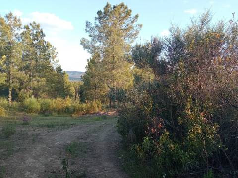 Herdade de 16Ha em Safurdão