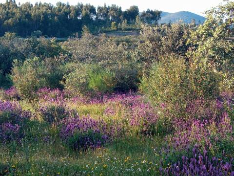 Herdade de 16Ha em Safurdão