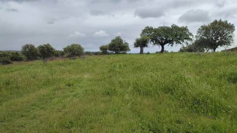 Herdade de 16Ha em Safurdão