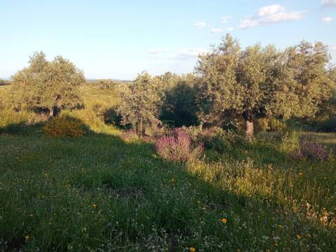 Herdade de 16Ha em Safurdão