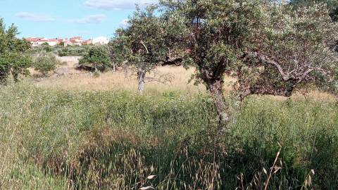 Terreno rústico em Aranhas, Penamacor