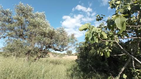 Terreno rústico em Aranhas, Penamacor
