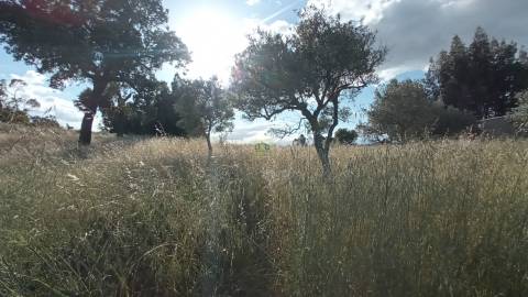 Terreno rústico em Aranhas, Penamacor