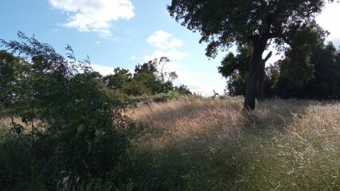 Terreno rústico em Aranhas, Penamacor