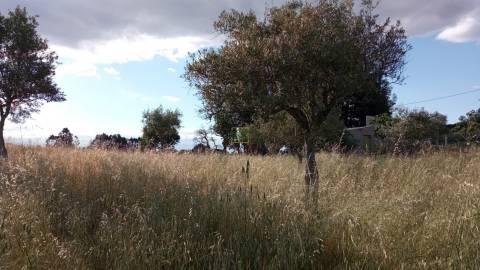 Terreno rústico em Aranhas, Penamacor