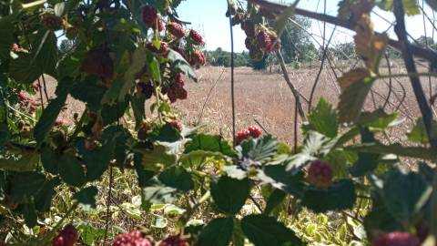 Quintinha em Penamacor