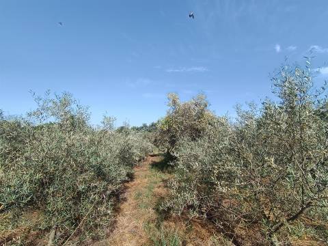 Quintinha em Penamacor