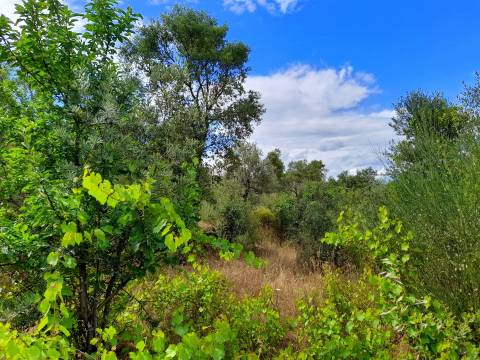 Quintinha isolada com 1400m2, vistas para Vale.