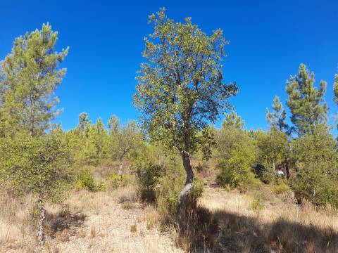 Terreno Rústico - 1320m2 - Sarzedas