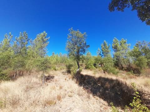 Terreno Rústico - 1320m2 - Sarzedas