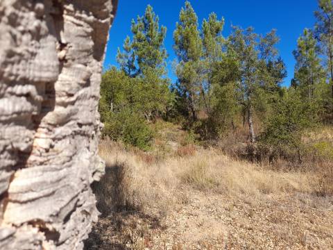 Terreno Rústico - 1320m2 - Sarzedas