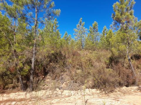 Terreno Rústico - 1320m2 - Sarzedas