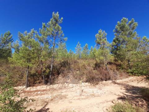 Terreno Rústico - 1320m2 - Sarzedas