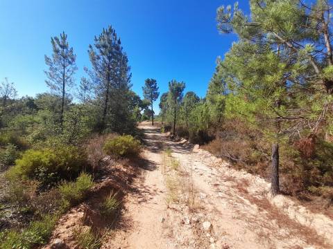 Terreno Rústico - 1320m2 - Sarzedas