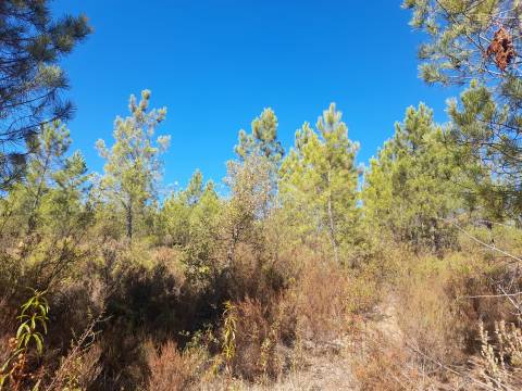 Terreno Rústico - 1320m2 - Sarzedas