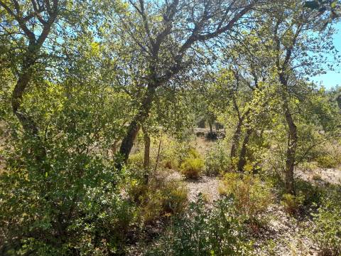 Terreno Rústico - 1320m2 - Sarzedas