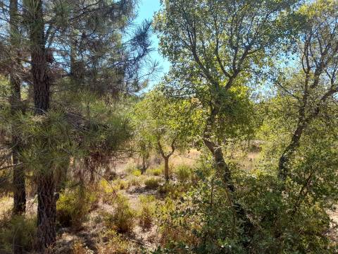 Terreno Rústico - 1320m2 - Sarzedas