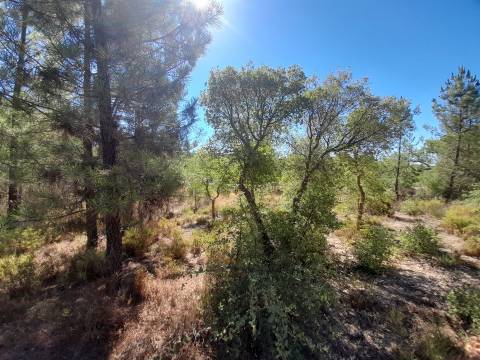 Terreno Rústico - 1320m2 - Sarzedas