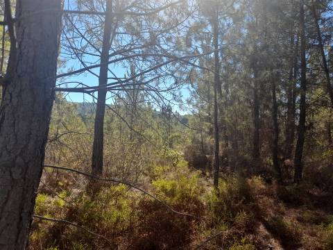 Terreno Rústico - 1320m2 - Sarzedas