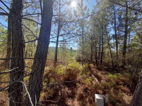 Terreno Rústico - 1320m2 - Sarzedas