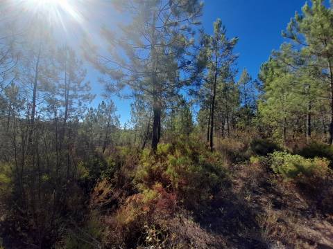 Terreno Rústico - 1320m2 - Sarzedas