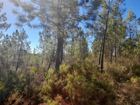 Terreno Rústico - 1320m2 - Sarzedas