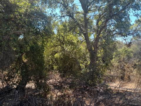 Terreno Rústico - 1320m2 - Sarzedas