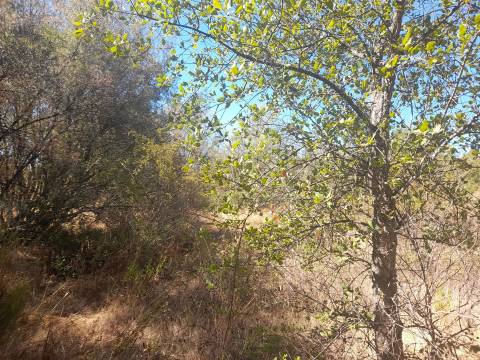 Terreno Rústico - 1320m2 - Sarzedas