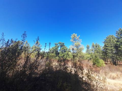 Terreno Rústico - 3.95 ha - Sarzedas