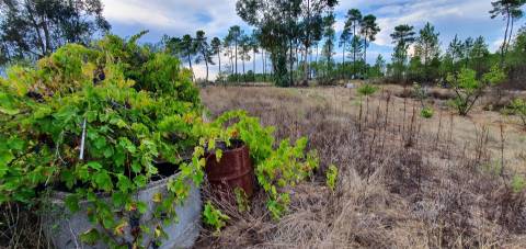 Quinta para venda na freguesia de Santo André das Tojeiras - Castelo Branco