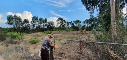 Quinta para venda na freguesia de Santo André das Tojeiras - Castelo Branco