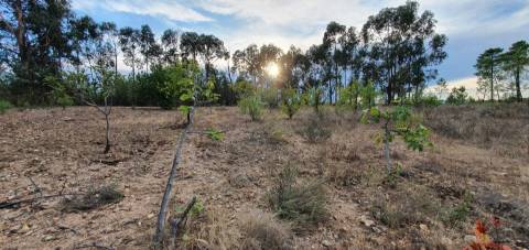 Quinta para venda na freguesia de Santo André das Tojeiras - Castelo Branco