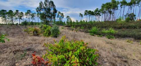 Quinta para venda na freguesia de Santo André das Tojeiras - Castelo Branco