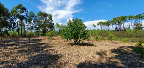Quinta para venda na freguesia de Santo André das Tojeiras - Castelo Branco
