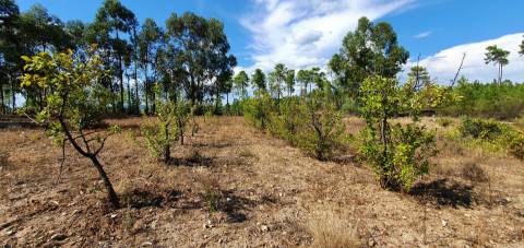 Quinta para venda na freguesia de Santo André das Tojeiras - Castelo Branco