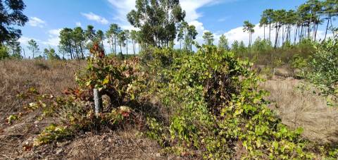 Quinta para venda na freguesia de Santo André das Tojeiras - Castelo Branco