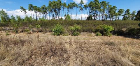 Quinta para venda na freguesia de Santo André das Tojeiras - Castelo Branco