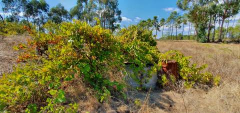 Quinta para venda na freguesia de Santo André das Tojeiras - Castelo Branco