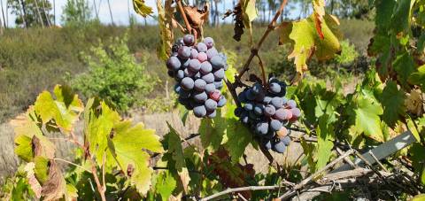 Quinta para venda na freguesia de Santo André das Tojeiras - Castelo Branco