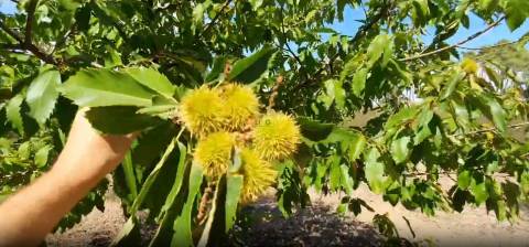 Quinta para venda na freguesia de Santo André das Tojeiras - Castelo Branco