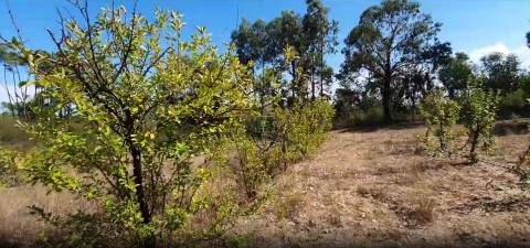 Quinta para venda na freguesia de Santo André das Tojeiras - Castelo Branco