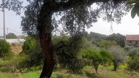 Moradia Isolada com cerca de 3.500m2 de quintal - Sobral do Campo