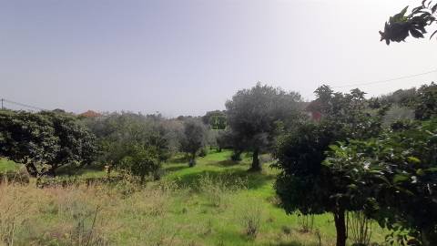 Moradia Isolada com cerca de 3.500m2 de quintal - Sobral do Campo